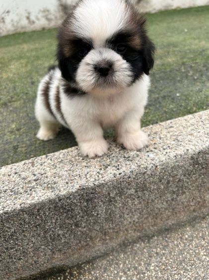 ชิสุแท้