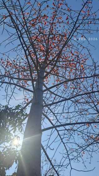 ไม่ใช่ ติดแม่น้ำลี้ยาว 100 เมตร ติดถนนคอนกรีตยาว 50 เมตร ขายด่วนขายถูกเจ้าของขายเอง รูปที่ 3