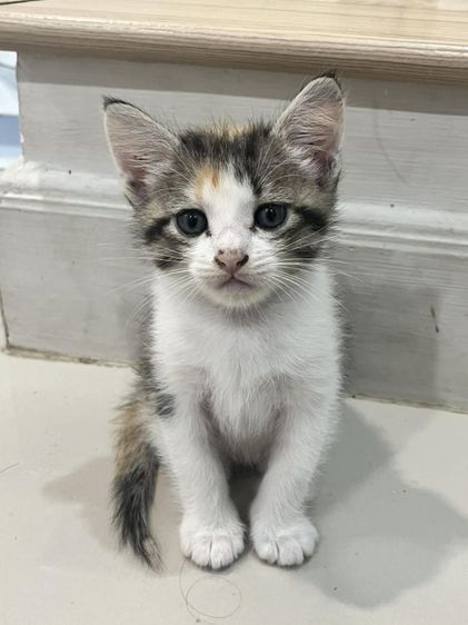 เมนคูน (Maine Coon) เมนคูนผสมไทย 2 เดือน