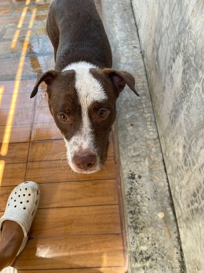 บลูลี่ พิทบูล รูปที่ 5