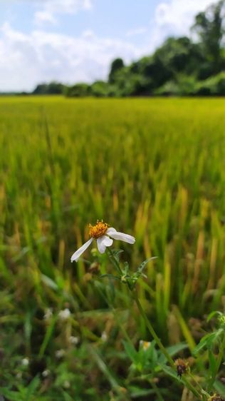 ขายที่นาหลังที่ว่าการ อ.สันป่าตอง จ.เชียงใหม่ เหมาะทำบ้านพักตากอากาศ พูลวิลล่า