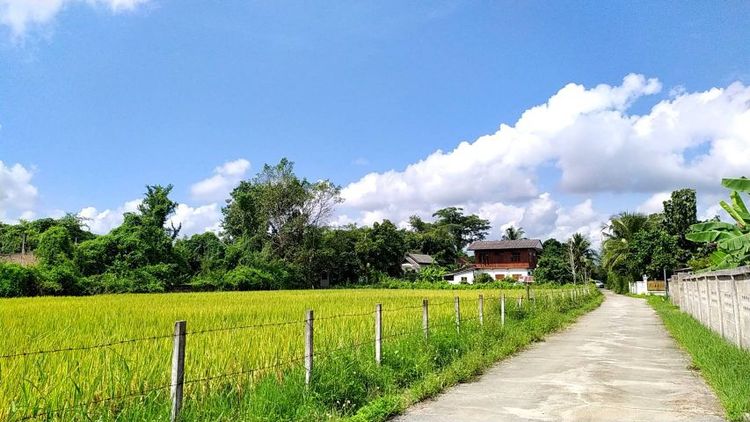 ไม่ใช่ ขายที่นาหลังที่ว่าการ อ.สันป่าตอง จ.เชียงใหม่ เหมาะทำบ้านพักตากอากาศ พูลวิลล่า รูปที่ 3