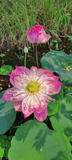 ขายสวนผสม สวยครบในแปลงเดียว ใกล้เซเว่นตลาดป่ารกฟ้า 400 เมตร