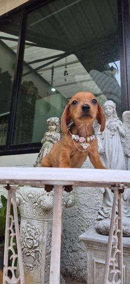 ดัชชุน (Dachshund) ดัชชุนเพศเมียไซส์เล็ก พร้อมย้ายบ้านราคา7500