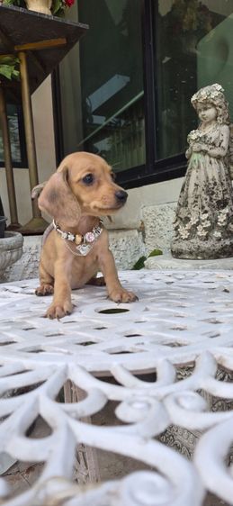ดัชชุน (Dachshund) ดัชชุนเพศเมียไซส์เล็ก พร้อมย้ายบ้านราคา7500