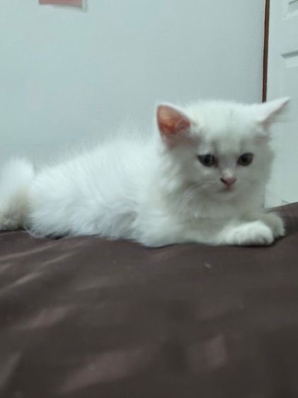 เปอร์เซีย (Persian) แมวเปอร์เซีย