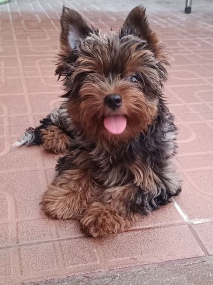 ยอร์คเชียร์ เทอร์เรีย (Yorkshire Terrier) เล็ก ยอร์คเชียร์สีแปลก  สีเมอร ผู้หญิง  ราคาพิเศษ