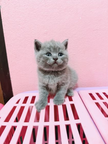 บริติช รูปที่ 3