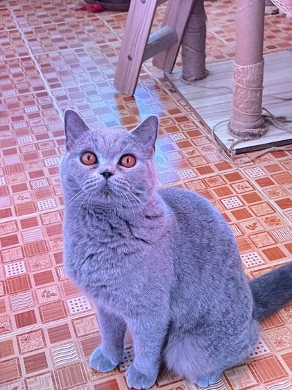 บริติช รูปที่ 5