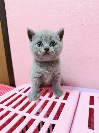 บริติช รูปที่ 2