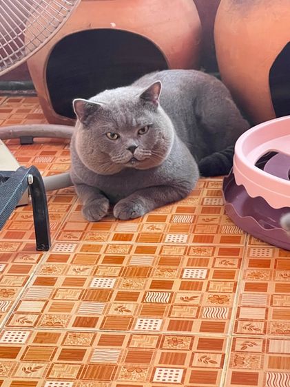 บริติช รูปที่ 4