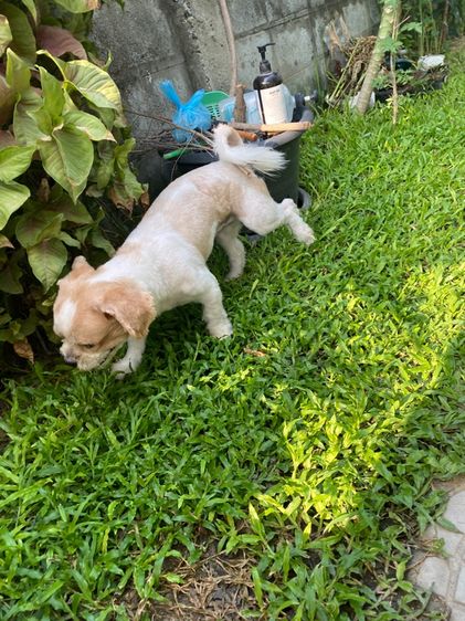 ซิสุ เพศผู้ 2ปี รูปที่ 2