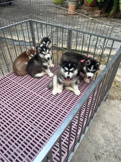 ลูกไซบีเรียนฮัสกี้ รูปที่ 8