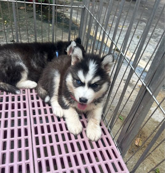 ลูกไซบีเรียนฮัสกี้ รูปที่ 6