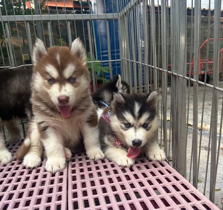 ลูกไซบีเรียนฮัสกี้ รูปที่ 3