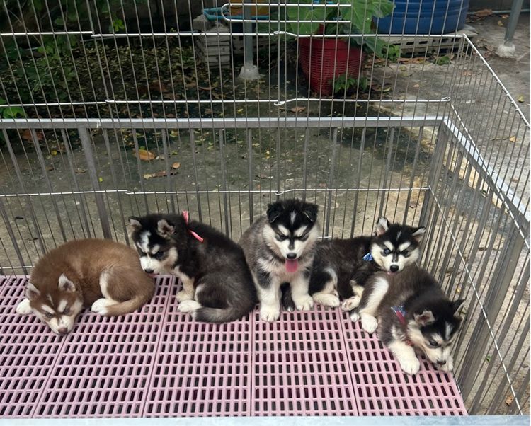 ลูกไซบีเรียนฮัสกี้ รูปที่ 2