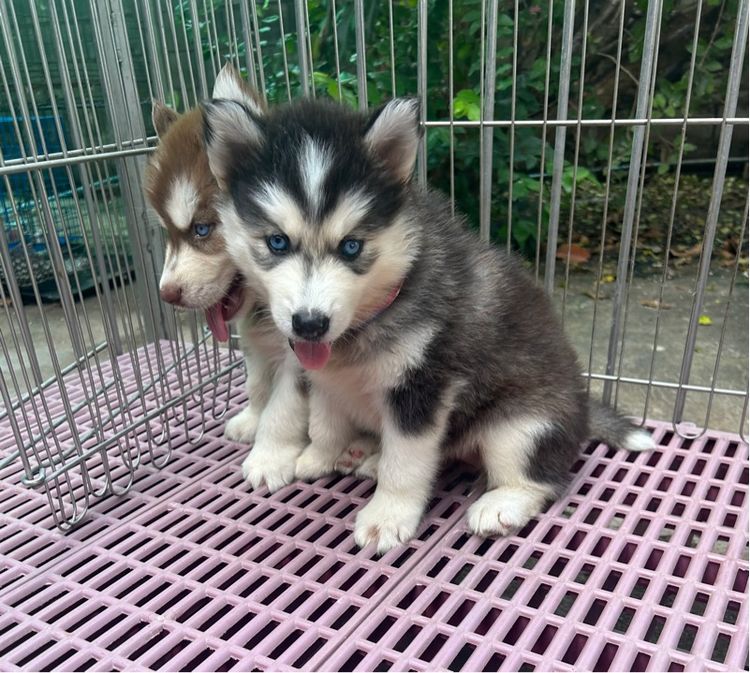 ลูกไซบีเรียนฮัสกี้ รูปที่ 4