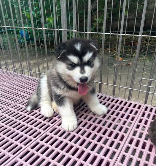 ลูกไซบีเรียนฮัสกี้ รูปที่ 5