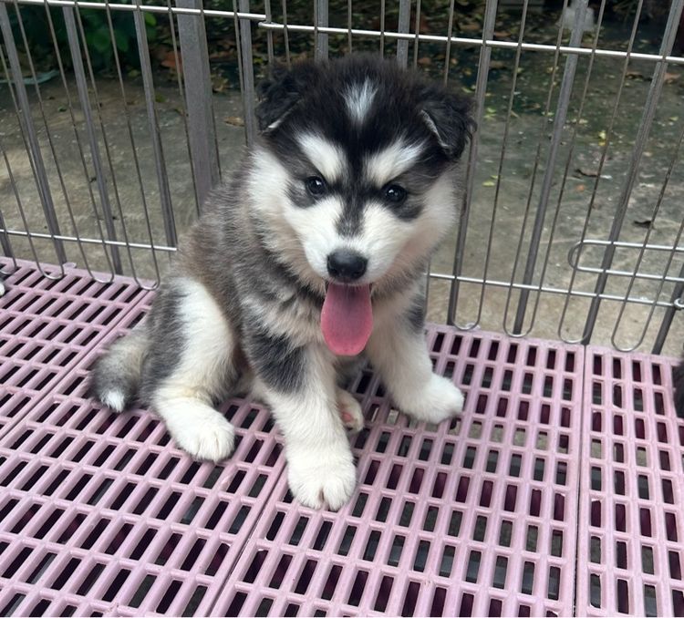 ลูกไซบีเรียนฮัสกี้ รูปที่ 7