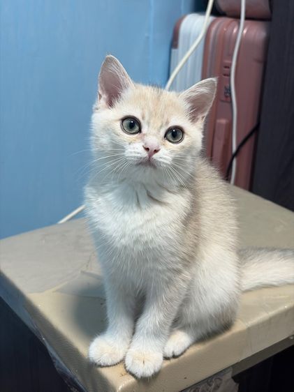 แมว British Shorthair