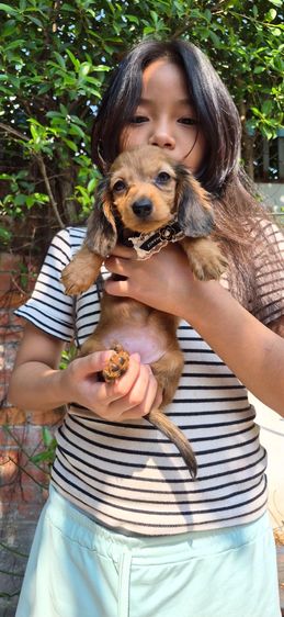 ดัชชุน (Dachshund) ดัชชุนขนยาว เพศเมียไซส์เล็ก พร้อมย้ายบ้าน ราคา 22500บาท
