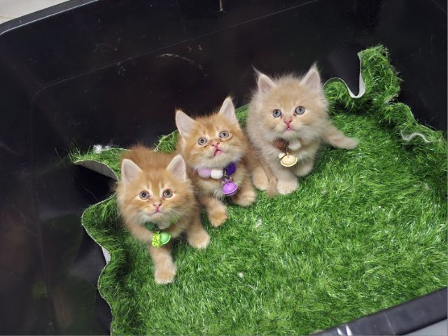 เปอร์เซีย