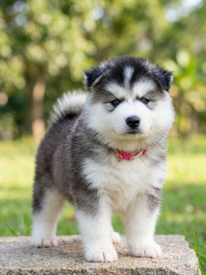 ไซบีเรียน ฮัสกี้ (Siberian Husky) เล็ก ไซบีเรียนฮัสกี้ Siberian husky 