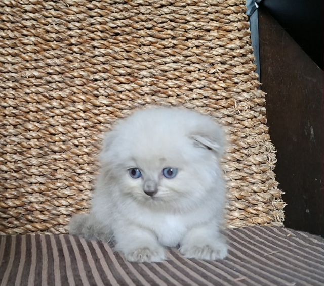 มันช์กิ้น (Munchkin) หาบ้านให้น้องแมวมั้นช์กิ้นหิมาลายันแต้มครบพ้อยท์สวยๆกลมน่ารักมากๆครับ