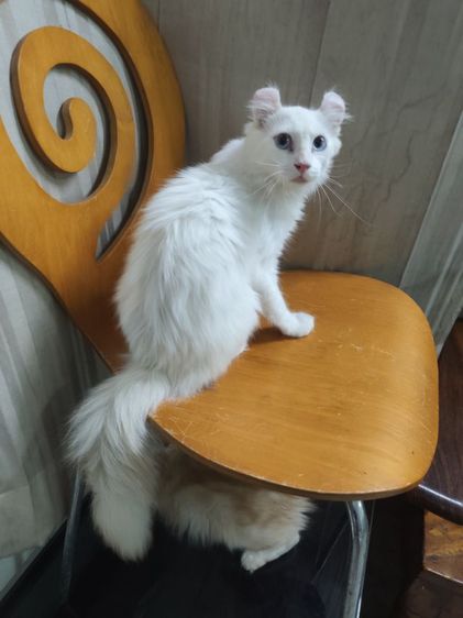 เด็กชายตาฟ้า American Curl รูปที่ 2