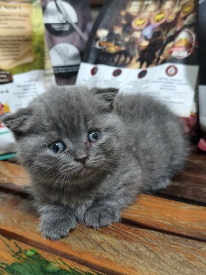 สก็อตติช โฟลด์ (Scottish Fold) ขาสั้น บลู ญ😻😸