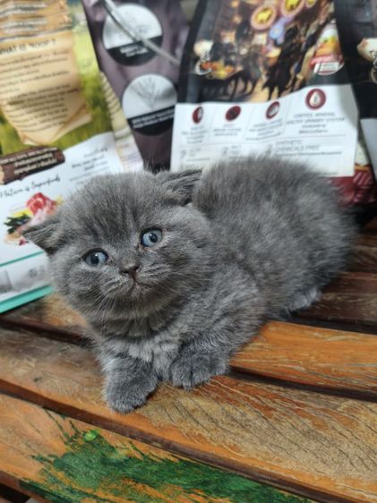 ขาสั้น บลู ญ😻😸