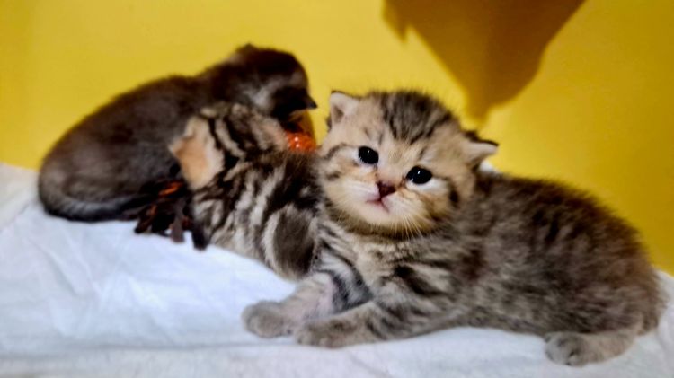 บริติช ชอร์ตแฮร์ (British Shorthair) แมวบริติชช๊อตเเฮร์เบาๆ (พ่อแม่ wcf)