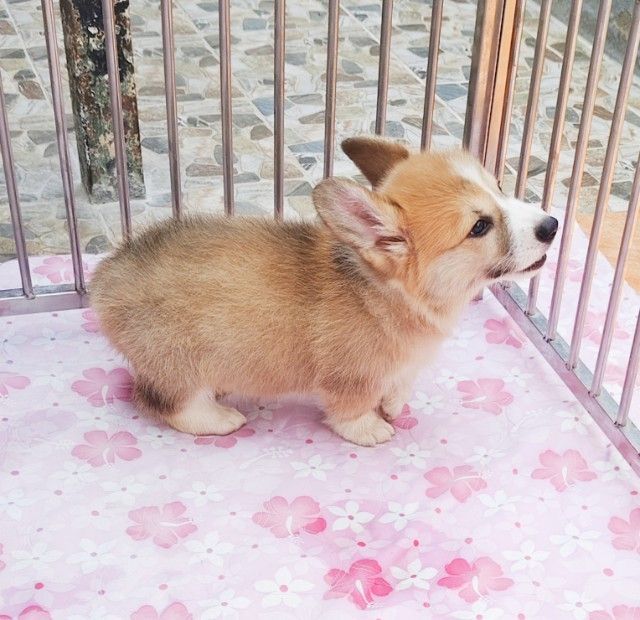 น้องคอร์กี้ พร้อมย้ายครับ
