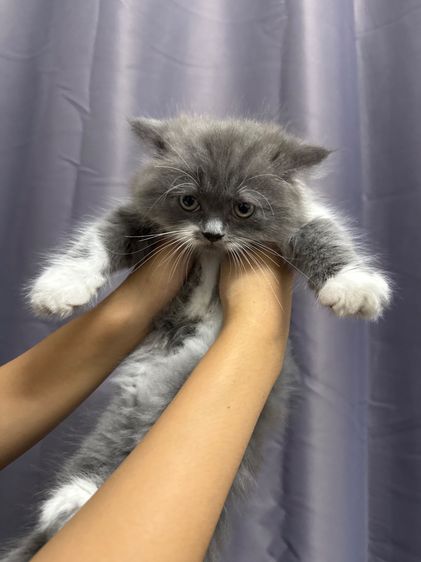 เปอร์เซีย (Persian) แมวเปอร์เซีย+สก้อตติส เทา