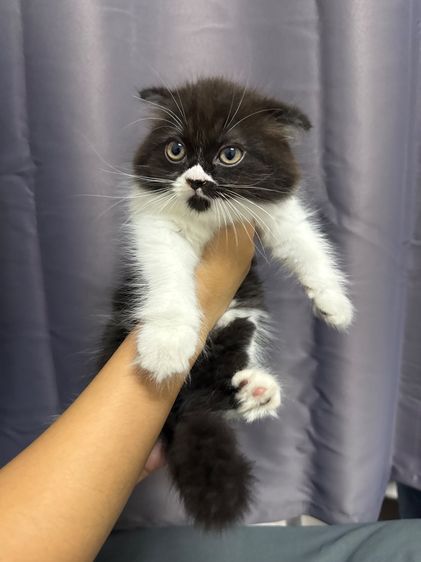 สก็อตติช โฟลด์ (Scottish Fold) แมวเปอร์เซีย+สก้อตติส วัว