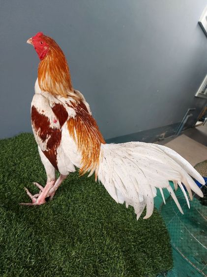 ไก่ชนพม่าญี่ปุ่น