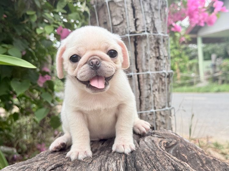 ปั๊ก (Pug) เล็ก ปั๊ก ขาว เพศผู้