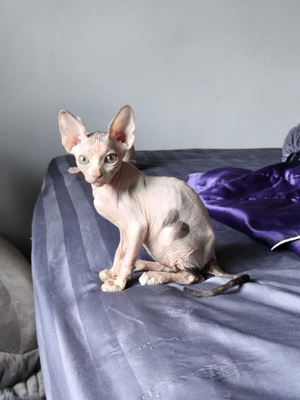 สฟิงซ์ (Sphynx) ดช.แคนาเดียนสฟิงซ์