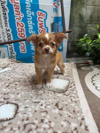 ชิวาวา (Chihuahua) เล็ก น้องชิวาว่า เด็กชาย