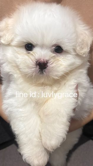 ชิสุ (Shih Tzu) เล็ก สุนัขพันธุ์ชิสุผสมปอม