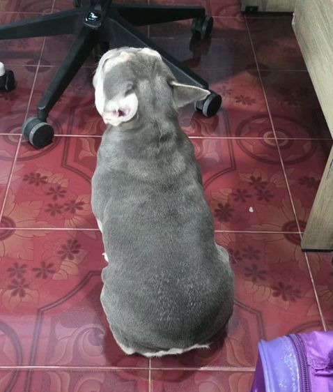 เฟรนช์ บูลด็อก (French Bulldog) เล็ก หาบ้านที่ดี ให้เฟร้น บลูด็อก 