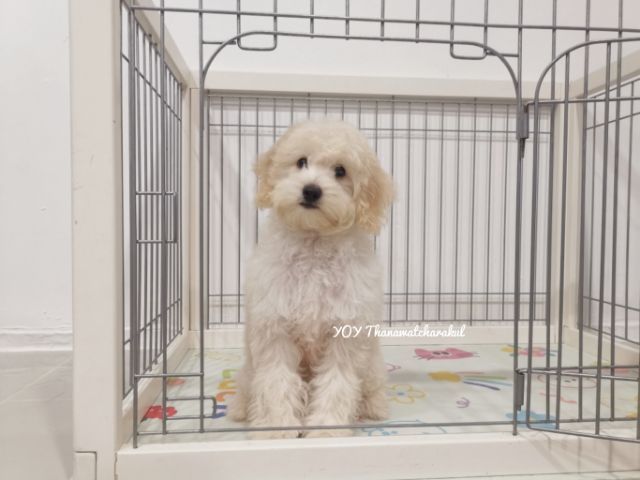 พุดเดิ้ล (Poodle) กลาง พุดเดิ้ล มินิเจอร์ (Miniture Poodle)