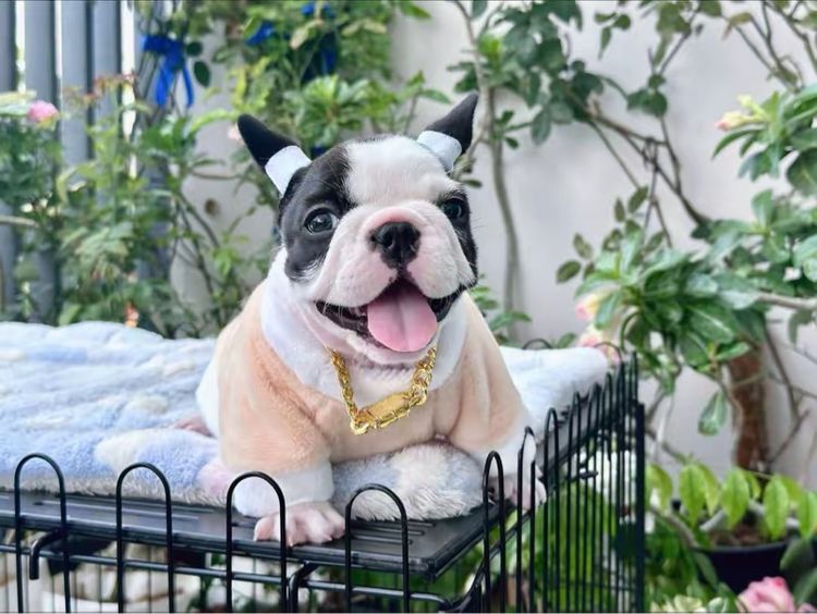 เฟรนช์ บูลด็อก (French Bulldog) เล็ก เฟรนบลูด็อก หญิง ลายวัว