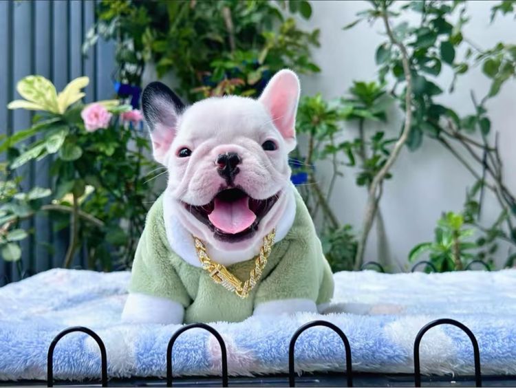 เฟรนช์ บูลด็อก (French Bulldog) เล็ก เฟรนบลูด็อก ชาย ลายวัว