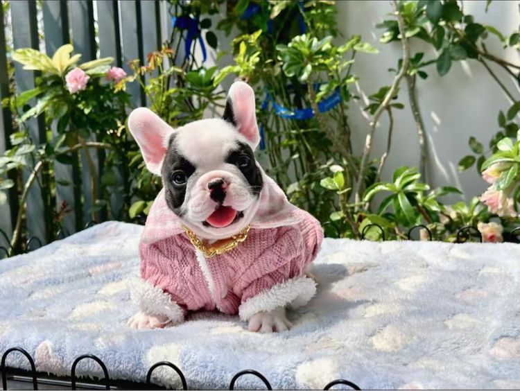 เฟรนช์ บูลด็อก (French Bulldog) เล็ก เฟรนบลูด็อก ชาย ลายวัว