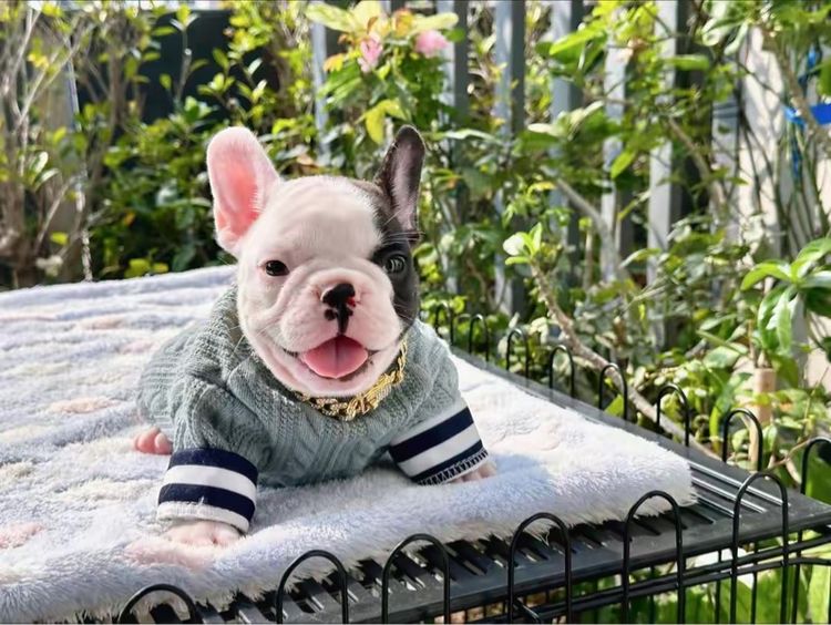 เฟรนช์ บูลด็อก (French Bulldog) เล็ก เฟรนบลูด็อก ชาย ลายวัว