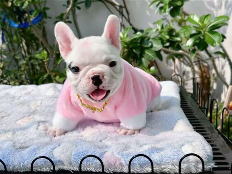 เฟรนช์ บูลด็อก (French Bulldog) เล็ก เฟรนบลูด็อก หญิง 