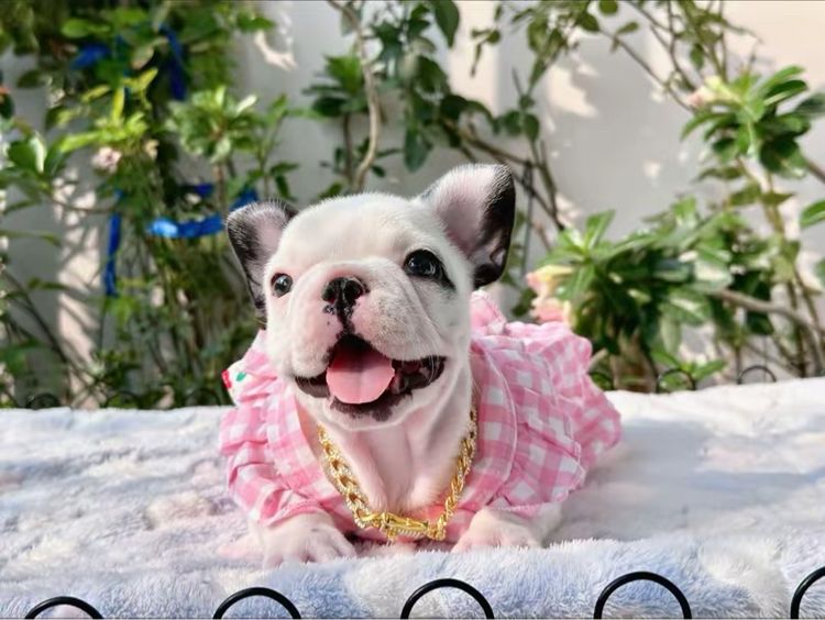 เฟรนช์ บูลด็อก (French Bulldog) เล็ก เฟรนบลูด็อก หญิง