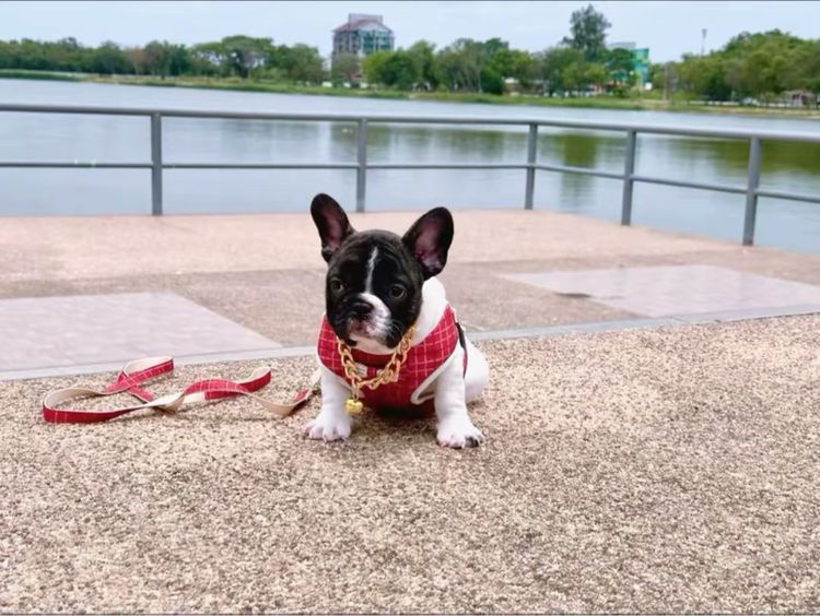 เฟรนบลูด็อก ชาย ลายวัว รูปที่ 9