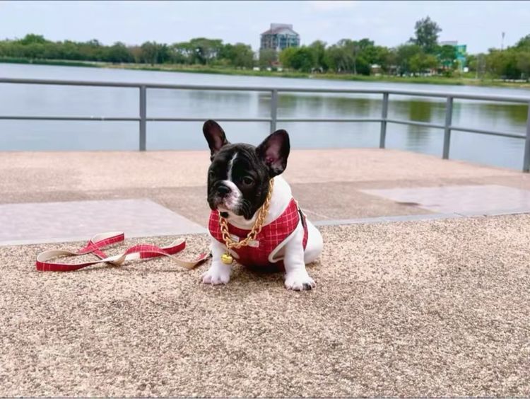 เฟรนบลูด็อก ชาย ลายวัว รูปที่ 13